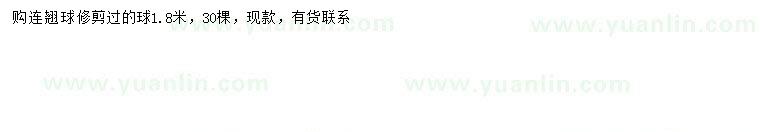 求購1.8米連翹球