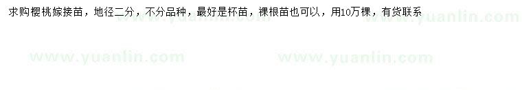 求購地徑2公分櫻桃