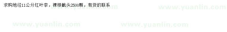 求購(gòu)地徑11公分紅葉李