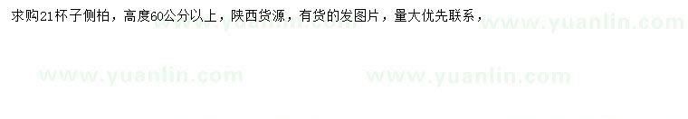 求購高60公分以上側柏