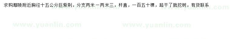 求購胸徑15公分巨紫荊