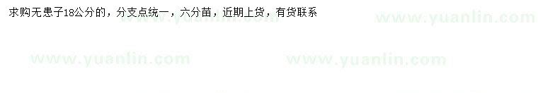 求購18公分無(wú)患子