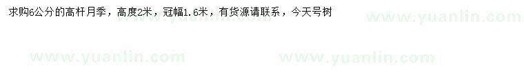 求購6公分高桿月季