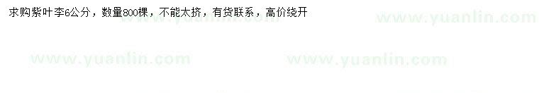 求購6公分紫葉李