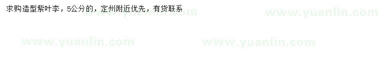 求購5公分造型紫葉李