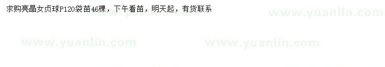 求購冠幅120公分亮晶女貞球