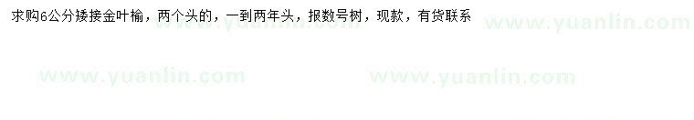 求購6公分金葉榆