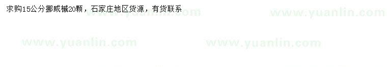 求購15公分挪威槭