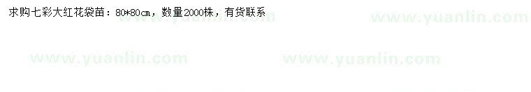求購80公分七彩大紅花