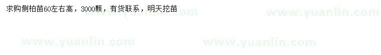 求購高60公分左右側柏