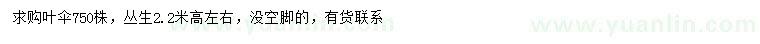求購(gòu)高2.2米叢生大葉傘
