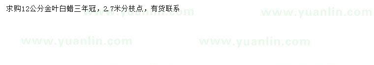 求購12公分金葉白蠟