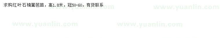 求購高1.8米紅葉石楠
