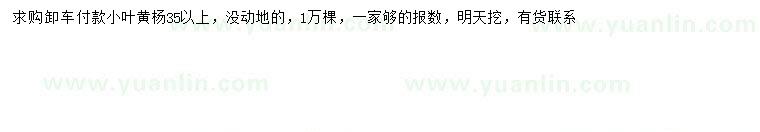 求購35公分以上小葉黃楊