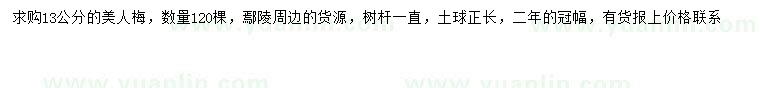 求購13公分美人梅