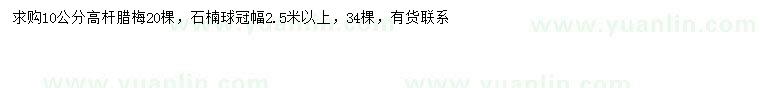 求購10公分高桿臘梅、冠幅2.5米以上石楠球
