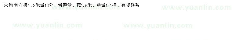 求購1.3米量12公分南洋楹