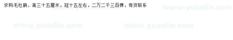求購高35公分毛杜鵑