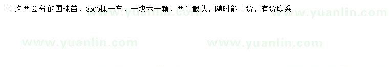 求購2公分國槐