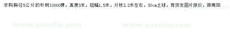 求購胸徑5公分樸樹