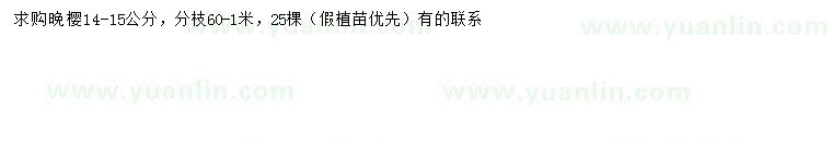 求購14-15公分晚櫻