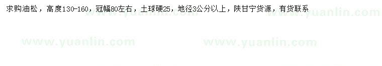 求購高130-160公分油松