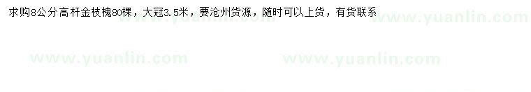 求購8公分高桿金枝槐