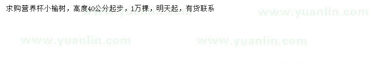 求購高40公分以上榆樹