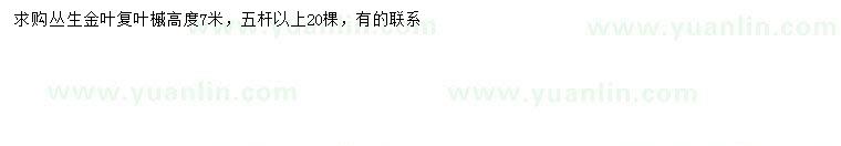 求購高7米叢生金葉復葉槭