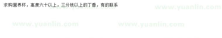 求購高60公分以上丁香