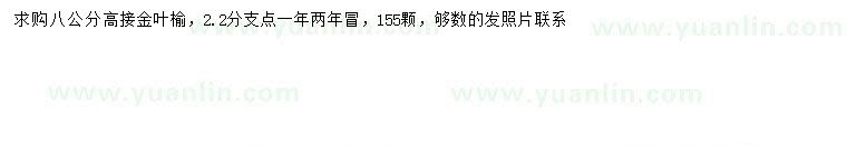 求購8公分高接金葉榆