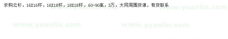 求購60-90公分云杉