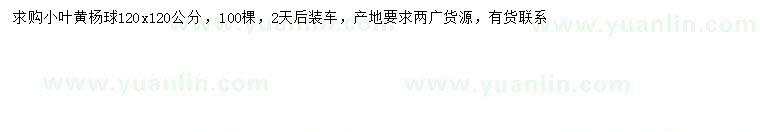 求購(gòu)120公分小葉黃楊球