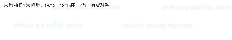 求購1米以上油松
