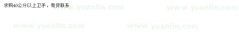 求購(gòu)40公分以上衛(wèi)矛