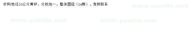 求購地徑10公分黃櫨