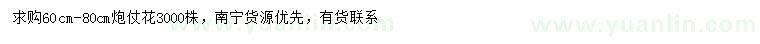 求購60-80公分炮仗花