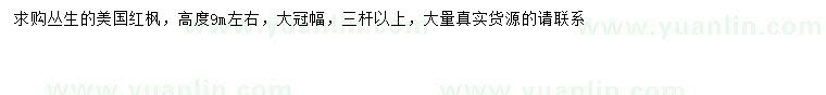 求購高9米左右叢生美國紅楓