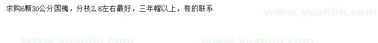 求購30公分國槐