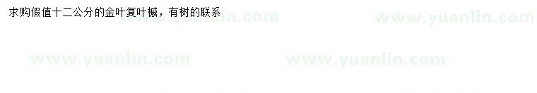 求購(gòu)12公分金葉復(fù)葉槭