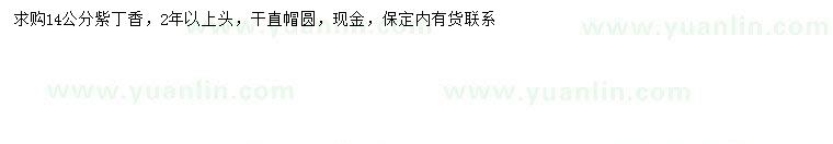 求購14公分紫丁香