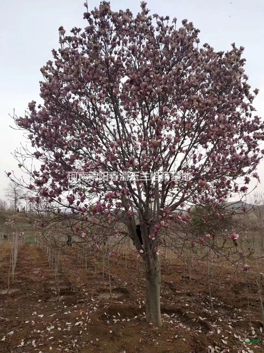 大小規(guī)格紅白黃玉蘭基地