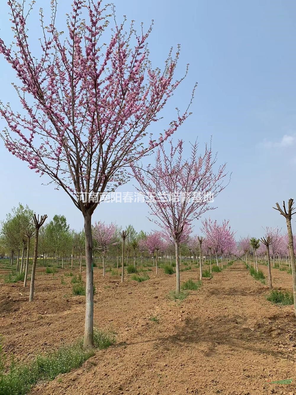 巨紫荊-河南南陽春清玉蘭培育基地-自有基地規(guī)格齊全巨紫荊苗