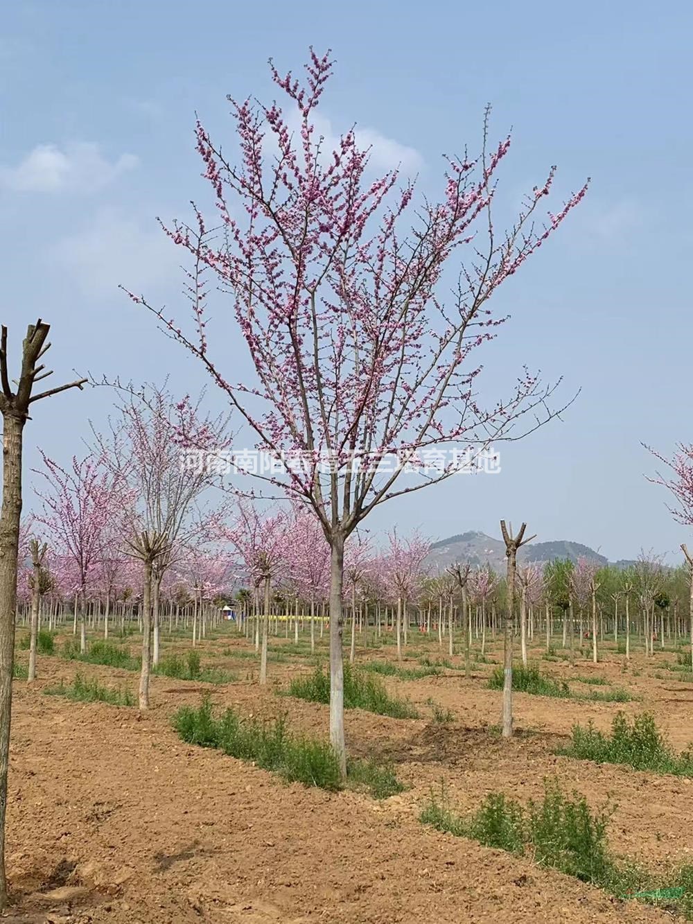 巨紫荊-河南南陽春清玉蘭培育基地-自有基地規(guī)格齊全巨紫荊苗