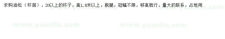 求購高1.8米以上油松