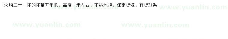 求購(gòu)高1米左右五角楓