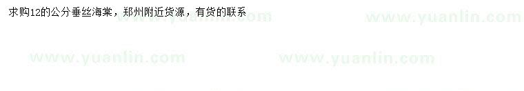 求購12公分垂絲海棠