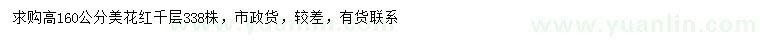 求購高160公分美花紅千層