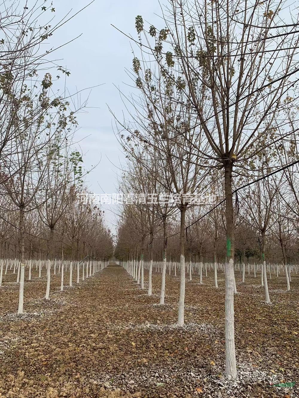 河南南陽(yáng)春清玉蘭培育基地供大批五角楓 三角楓新品種優(yōu)質(zhì)苗品類齊全的五角楓 三角楓