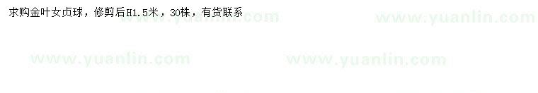 求購高1.5米金葉女貞球
